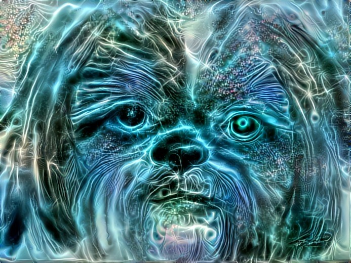 Terminator Shih Tzu