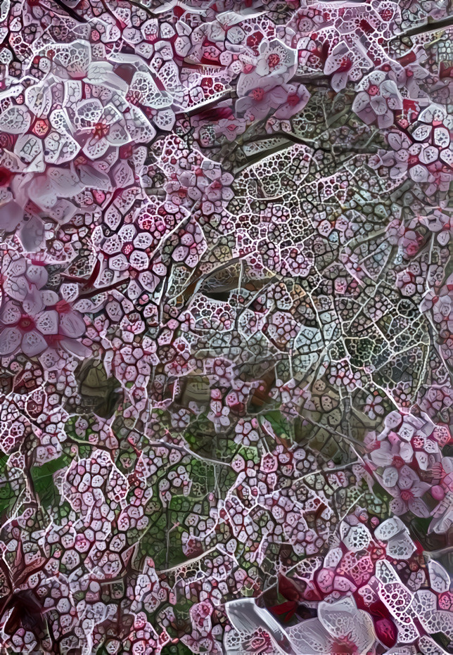 mass of plum blossoms