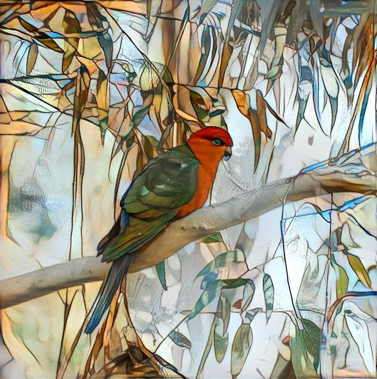 King Parrot