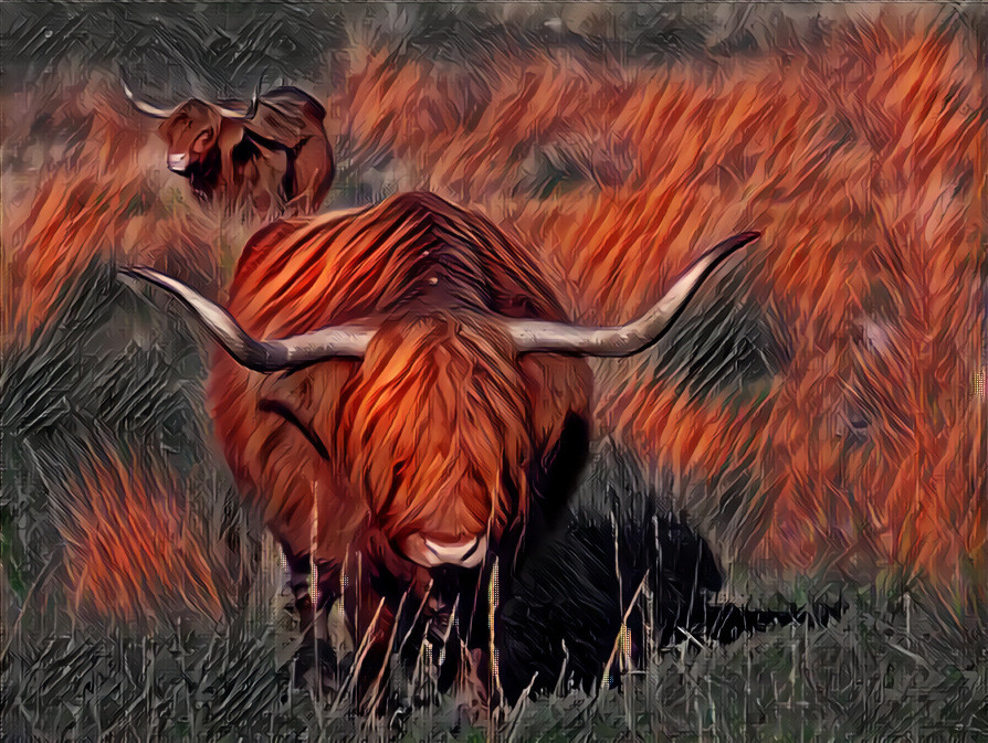 Scottish Highlanders of the local Heath