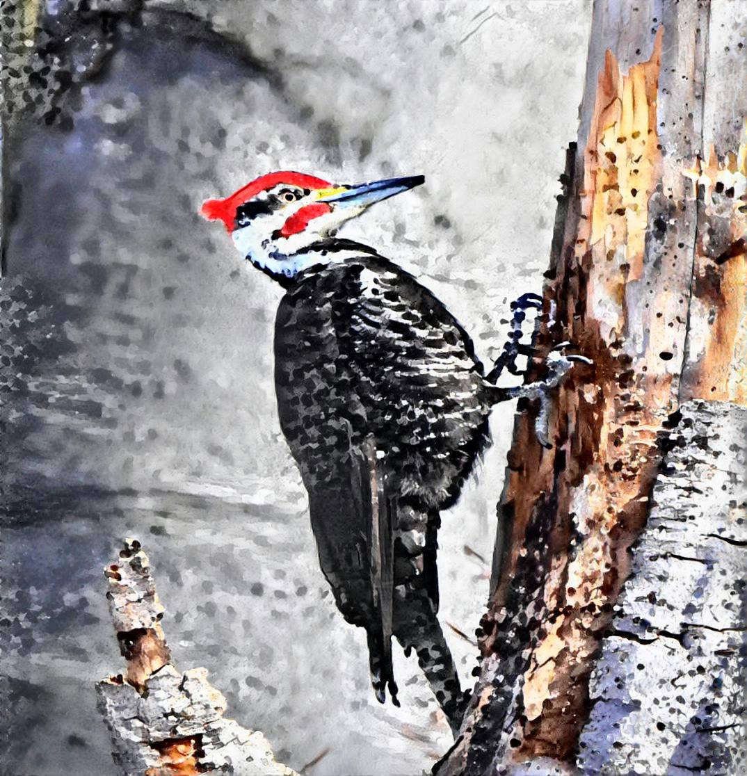 Pileated woodpecker (Dryocopus pileatus)