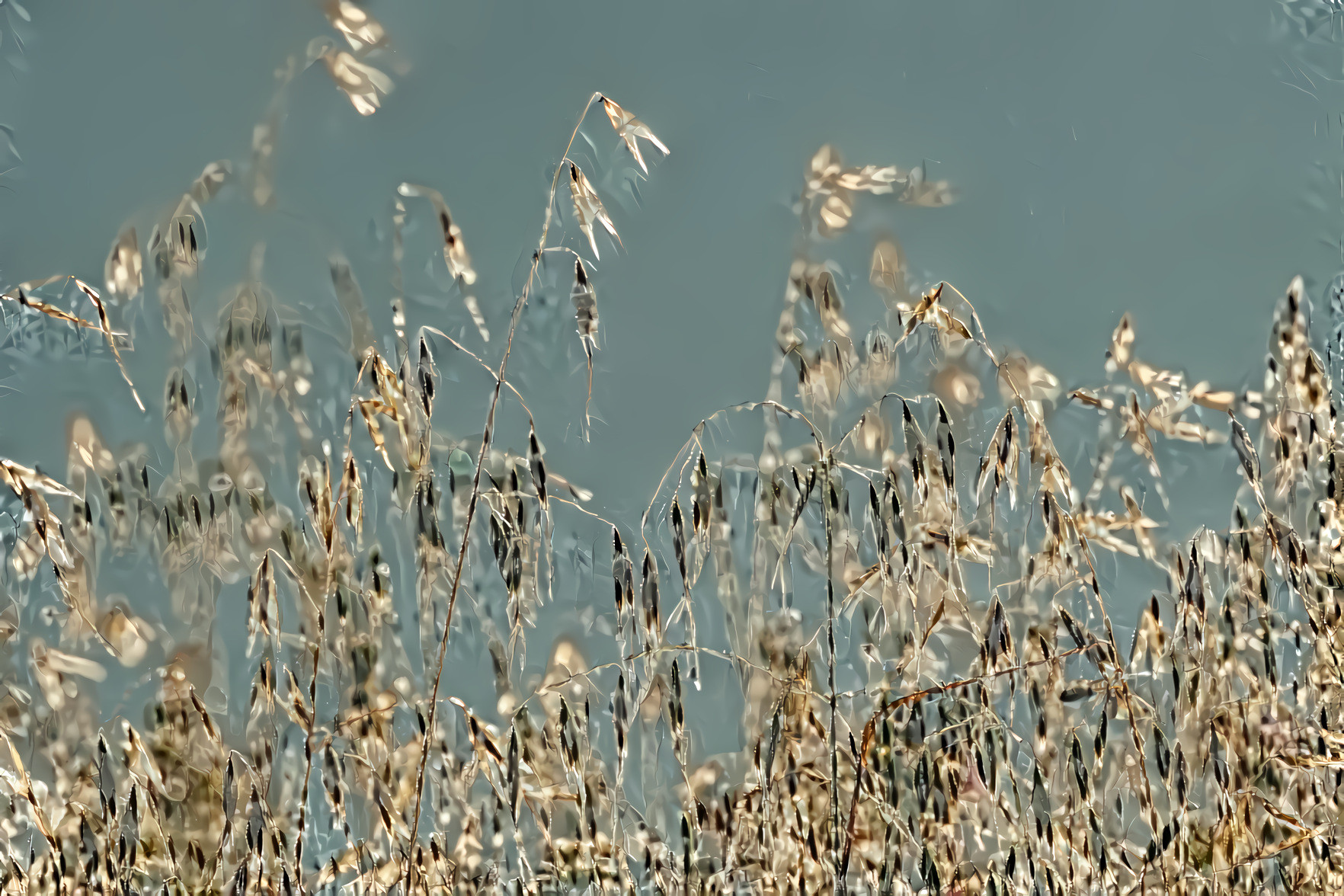 Morning on the Meadow