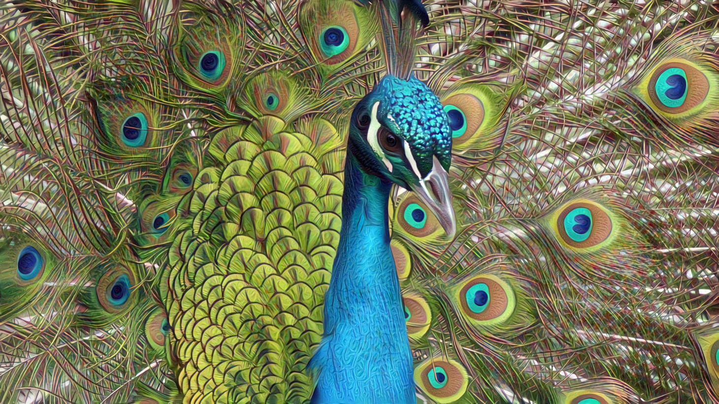 Peacock