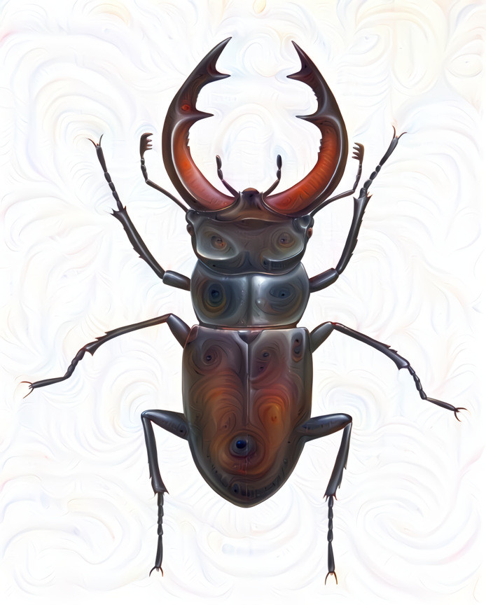 Stag Beetle