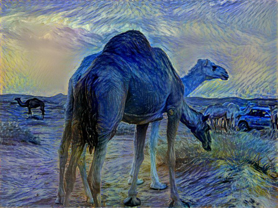 Camel in the desert