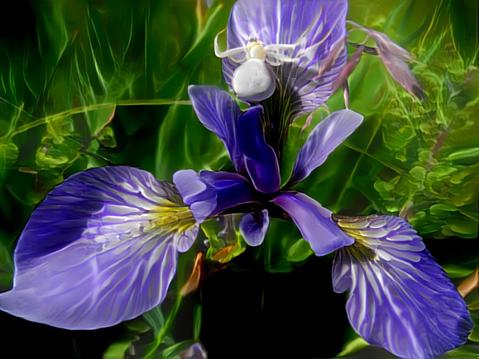 Iris and Crab Spider