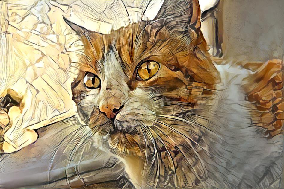 Donald the Cat