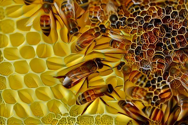 Bees on Honeycomb