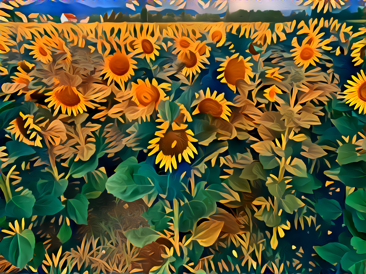 summertime is sunflower fields forever time