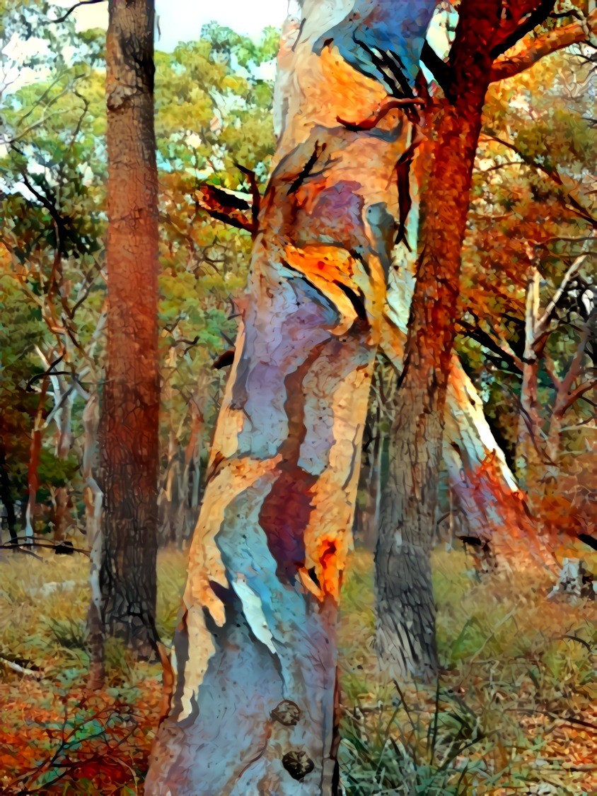 Forest Redgum, Moormurng Victoria