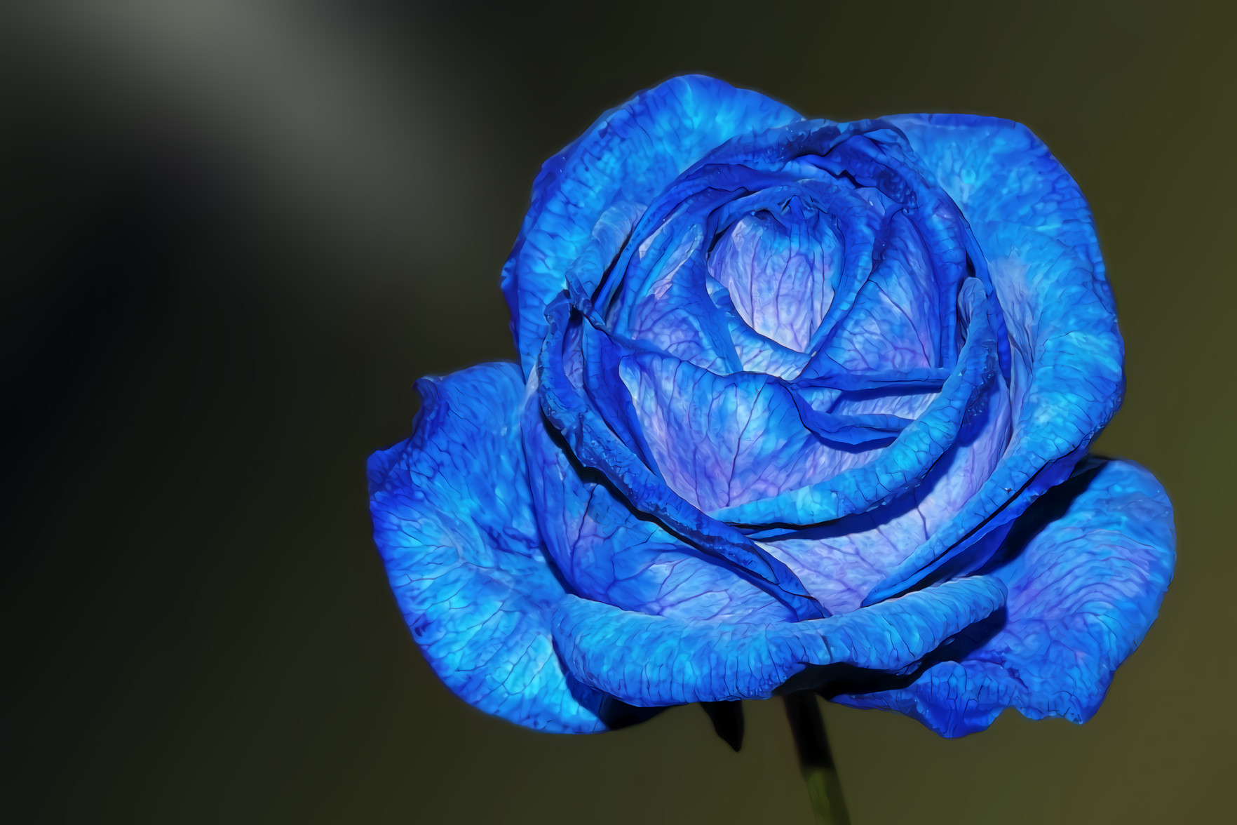 Blue Rose