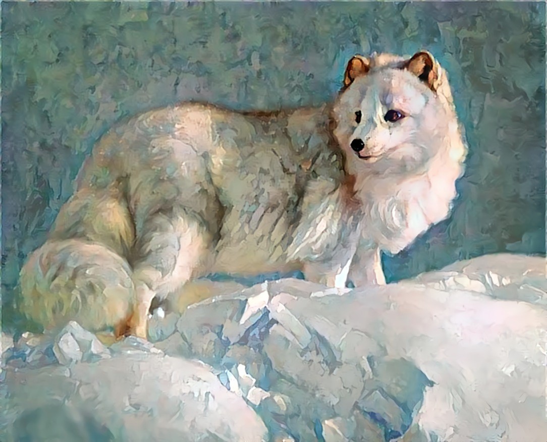 Arctic Fox