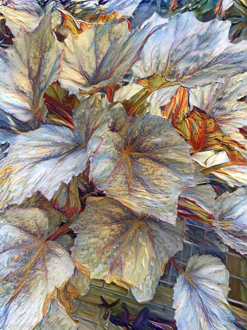 Silvery foliage