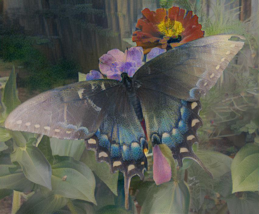 Butterfly 5