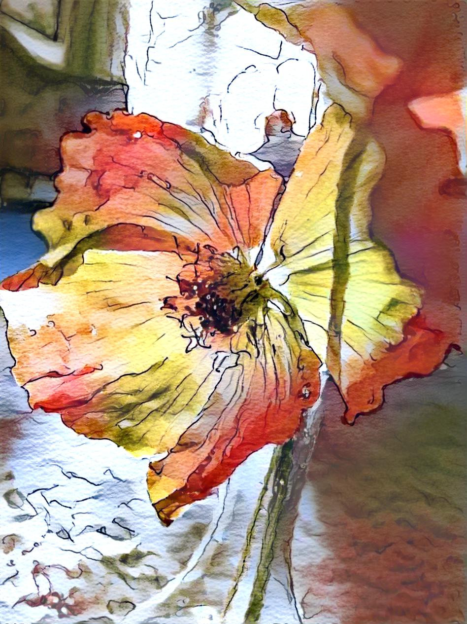 poppies7