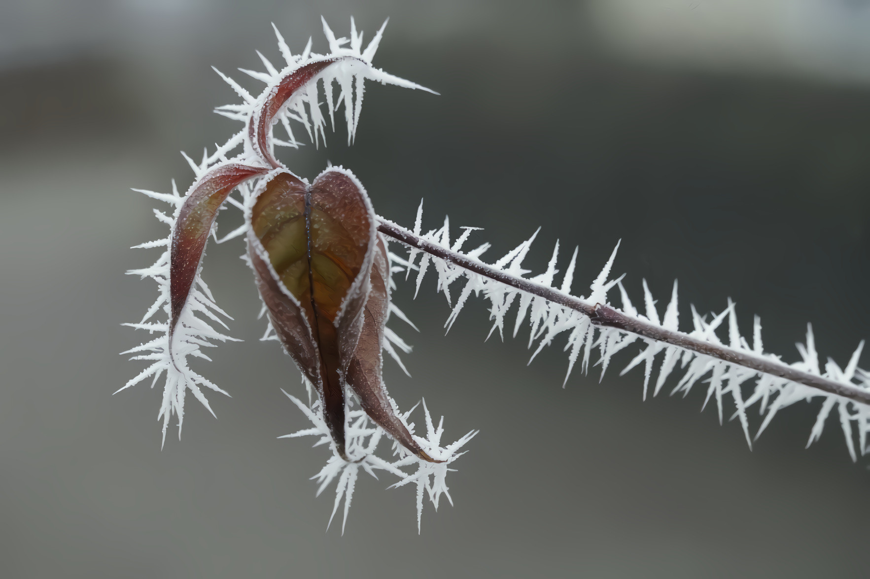 Frost Frozen Leaf