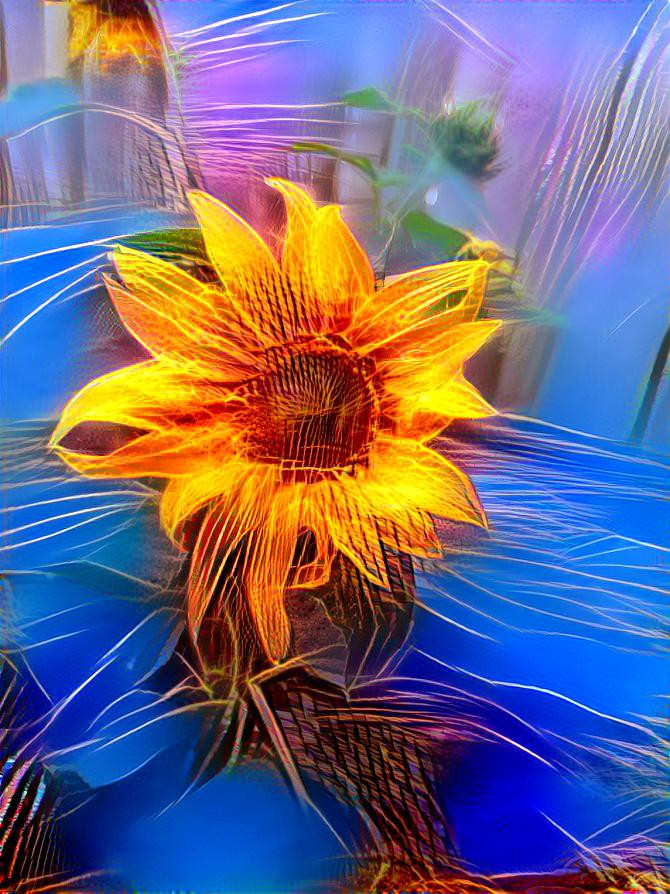 Fiery sunflower