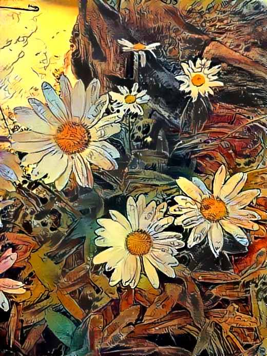 Daisies