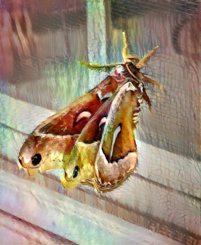 The Moth