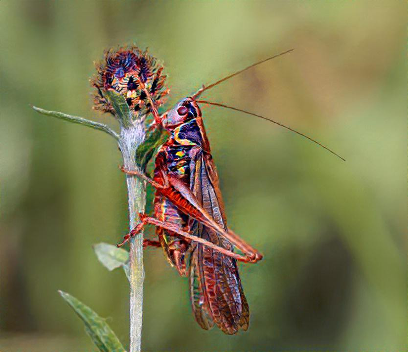 Roesel's_bush-cricket