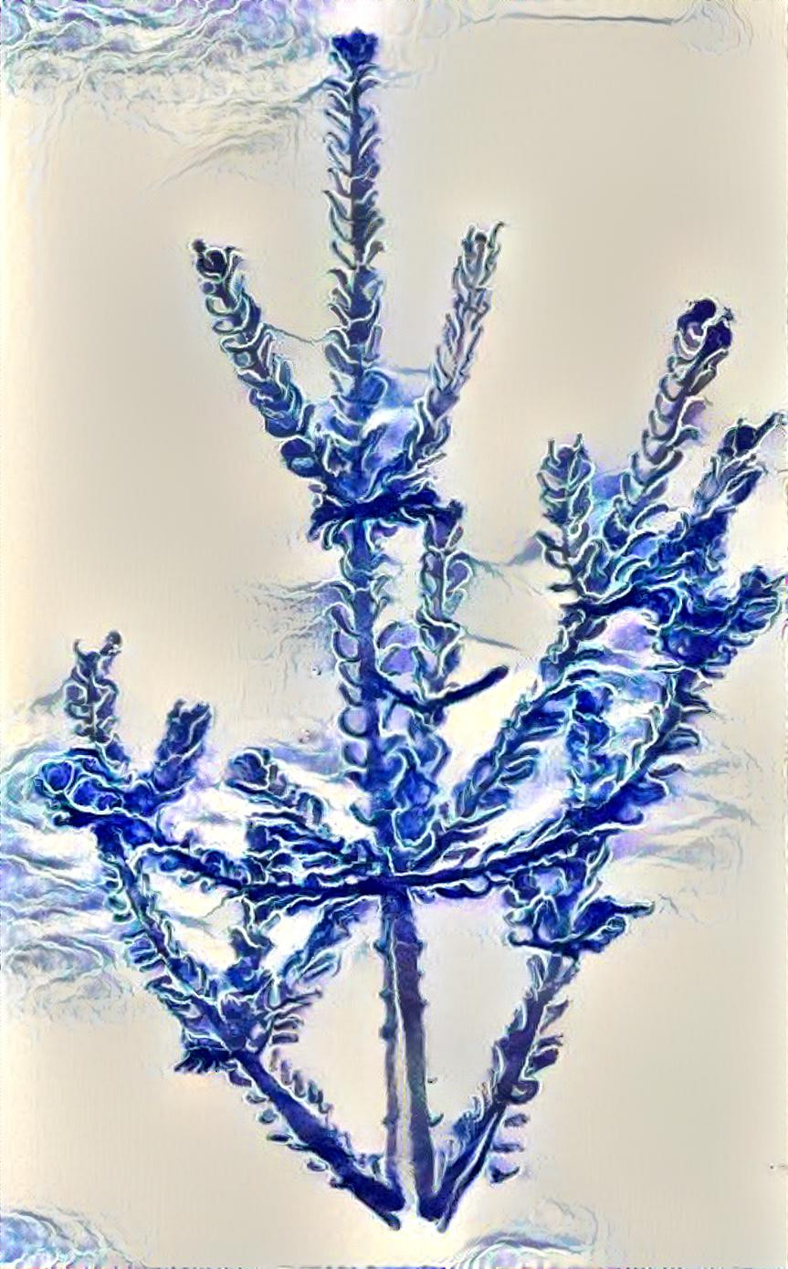 Blue pine