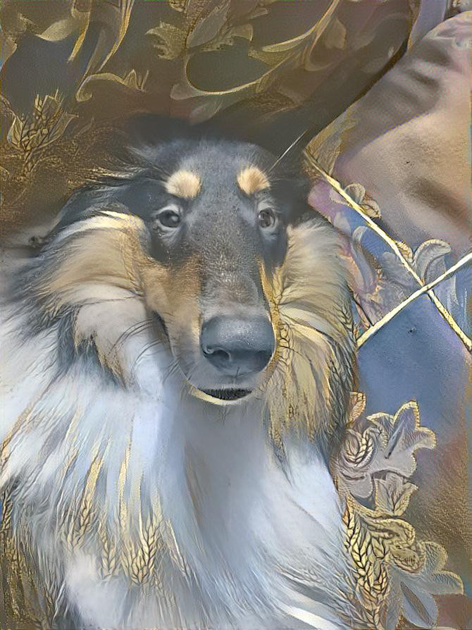 Collie