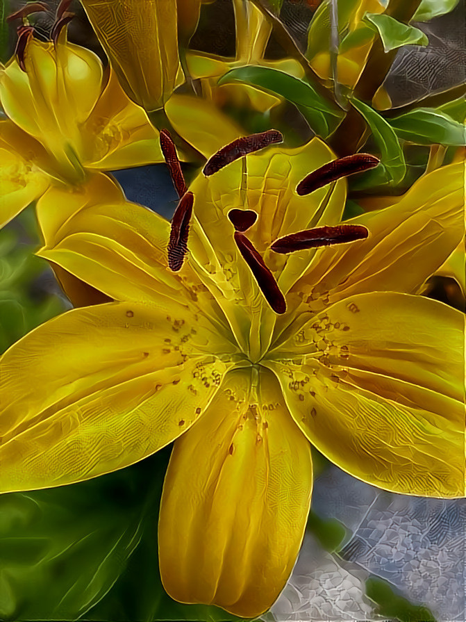 My lilies are blooming!