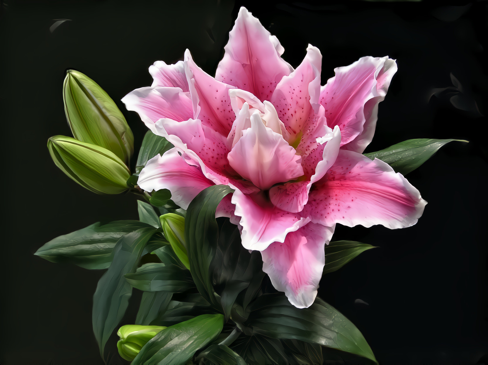 Pink Lily and Flower Buds