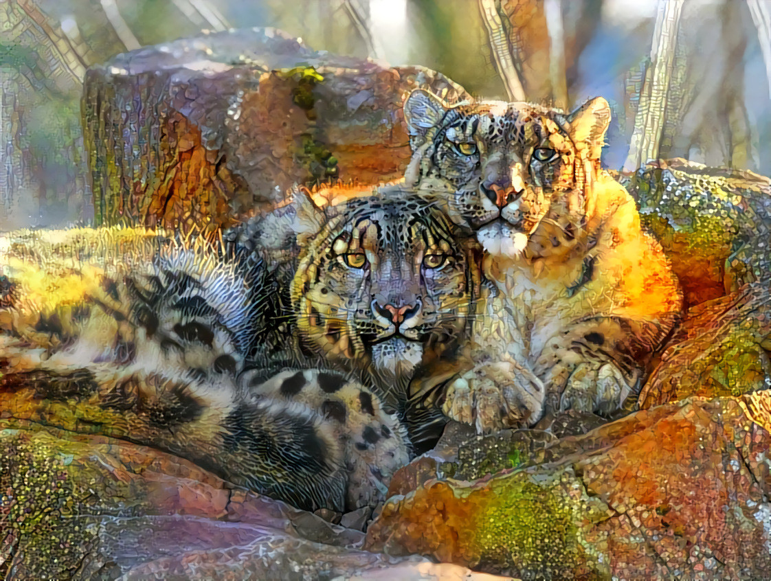 Dream Leopards