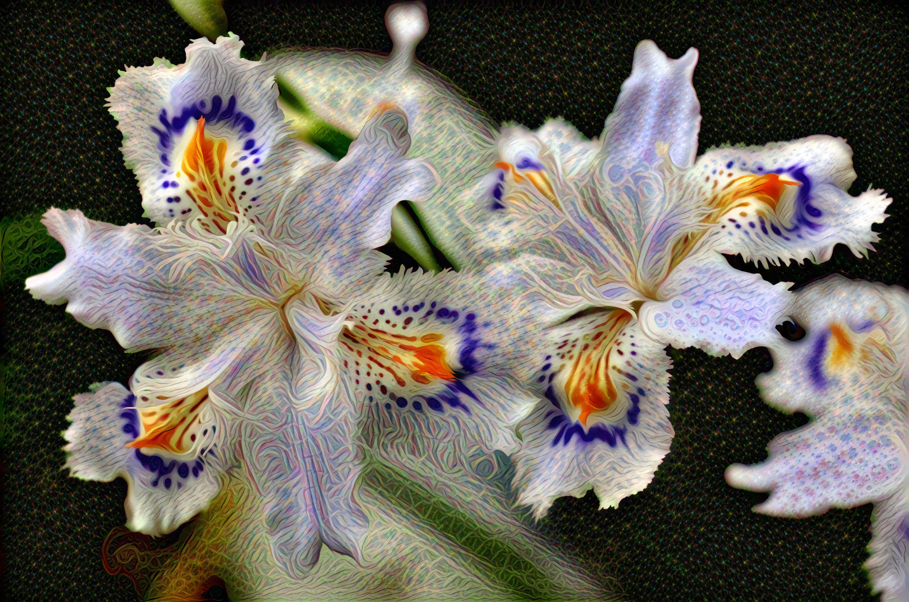 White purple orange Iris