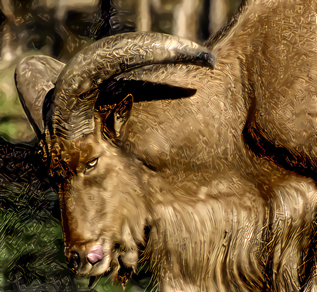 Barbary Sheep