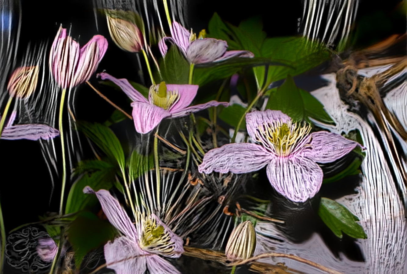 Clematis 