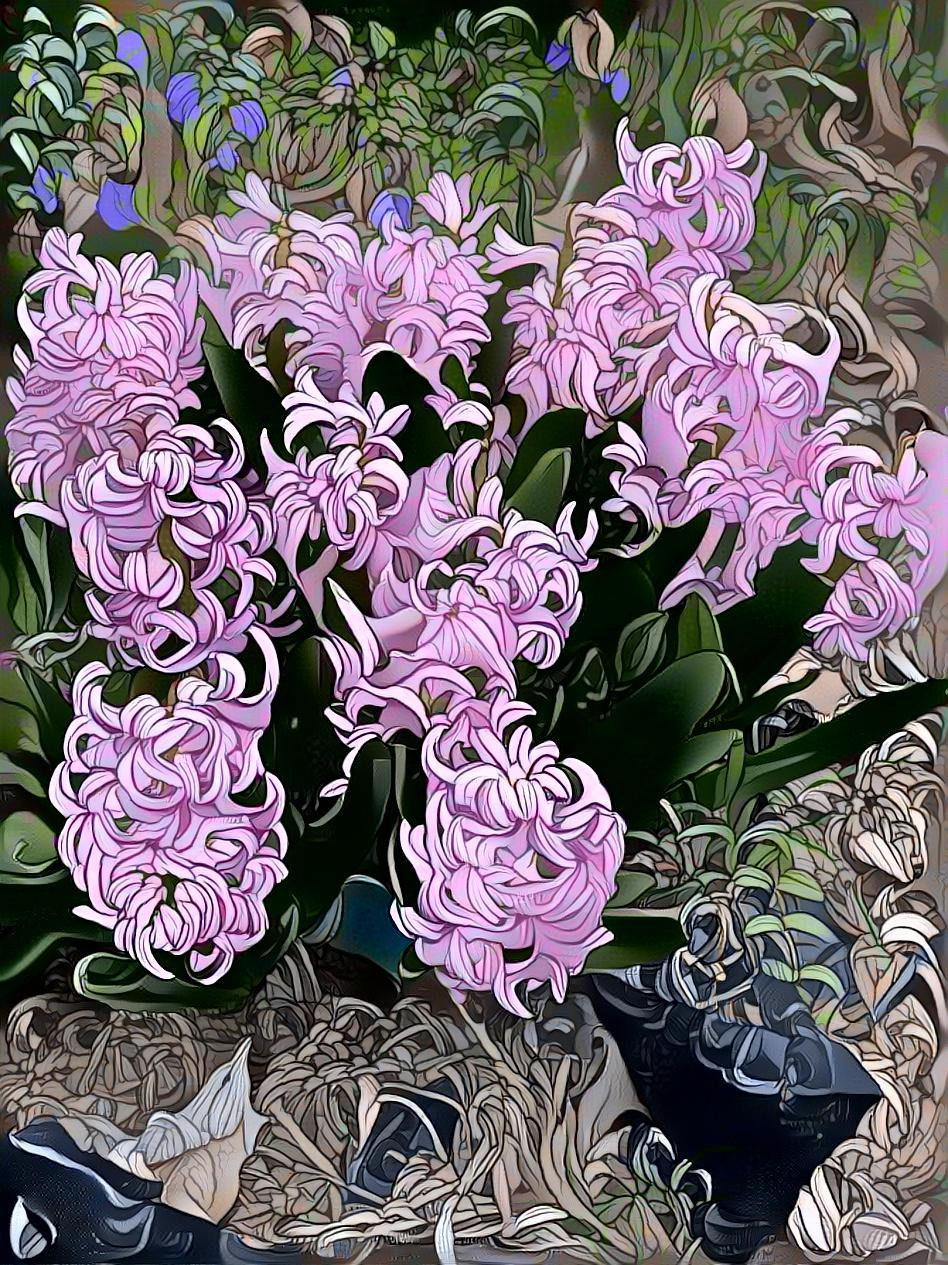 Hyacinth