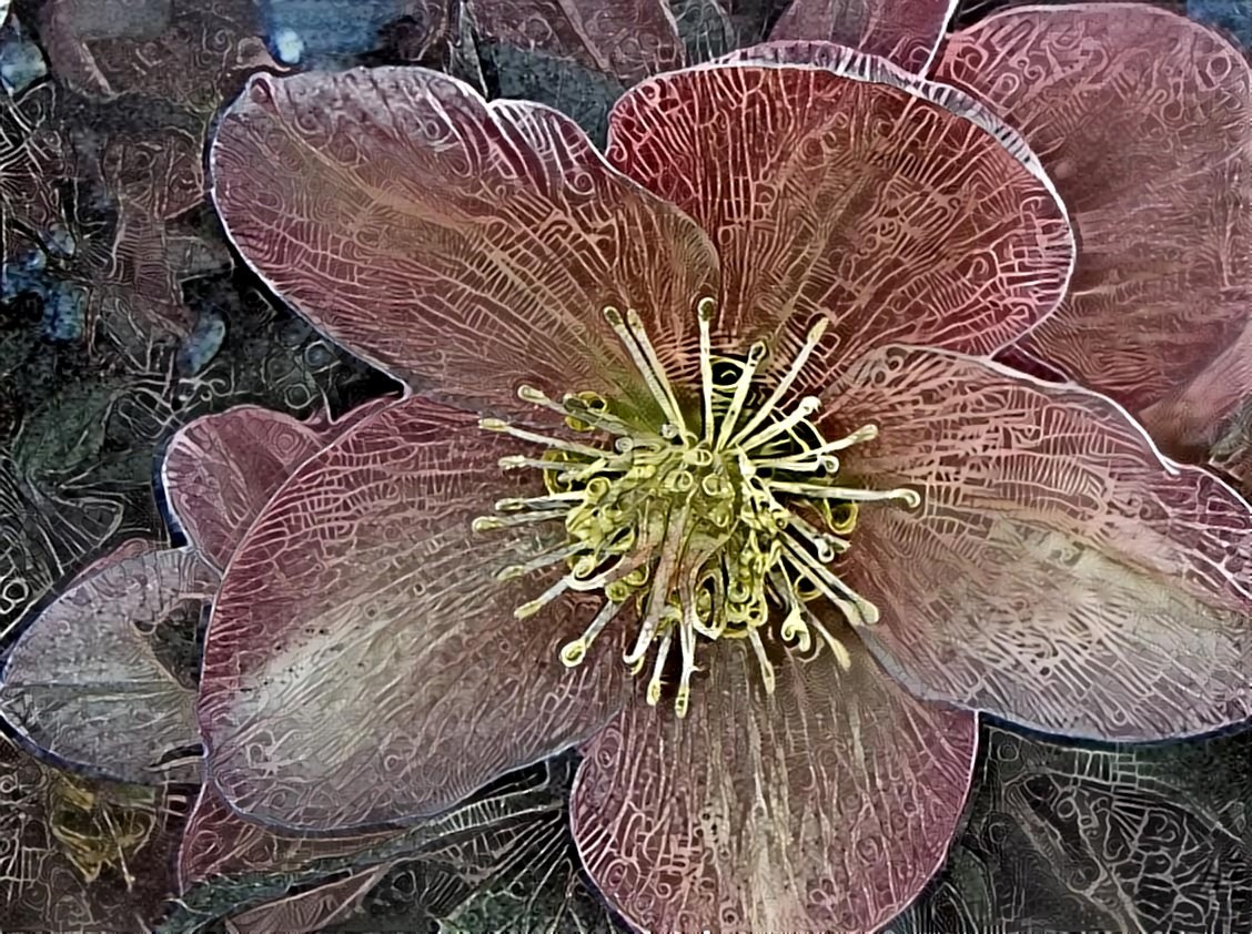 Lenten Rose