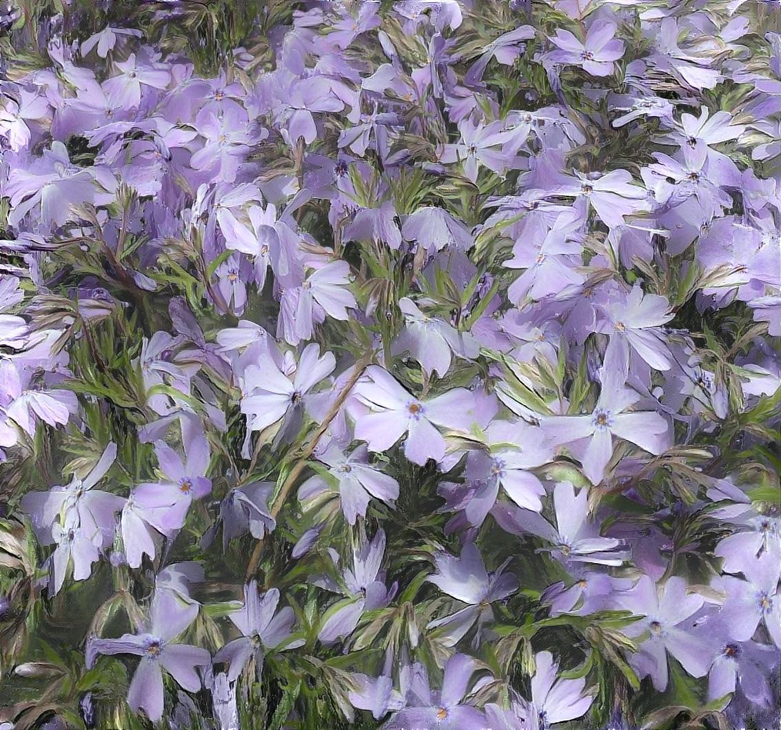 Phlox