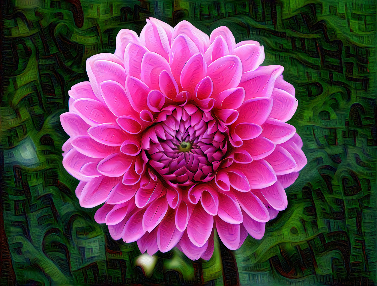 Bright Pink Dahlia