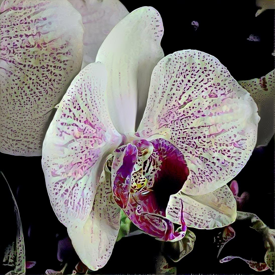 Phalaenopsis (Moth) Orchid 