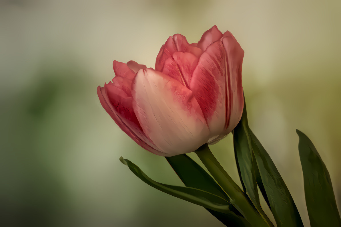 Pale Pink Tulip