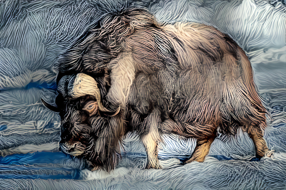 Muskox, the Goat of the Artic