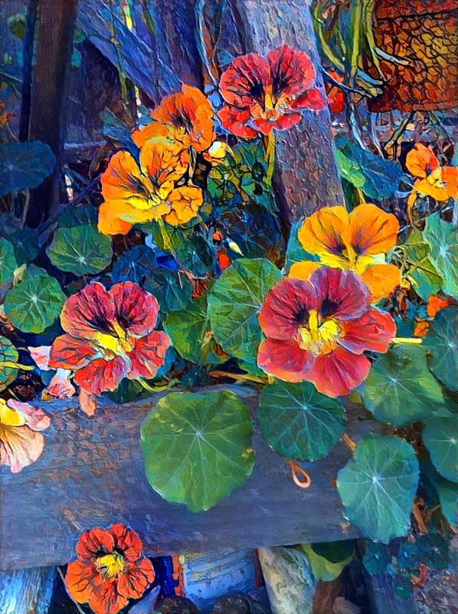 Nasturtiums 