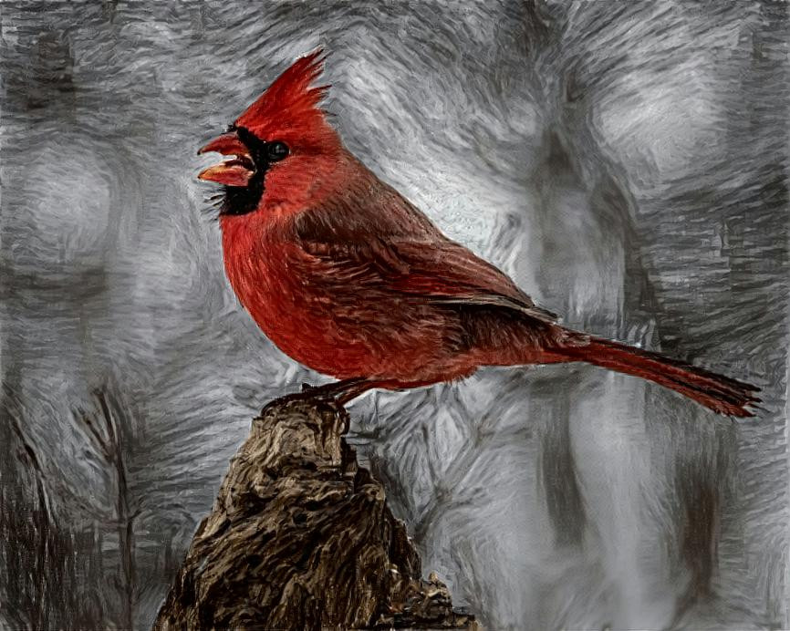 Northern Cardinal