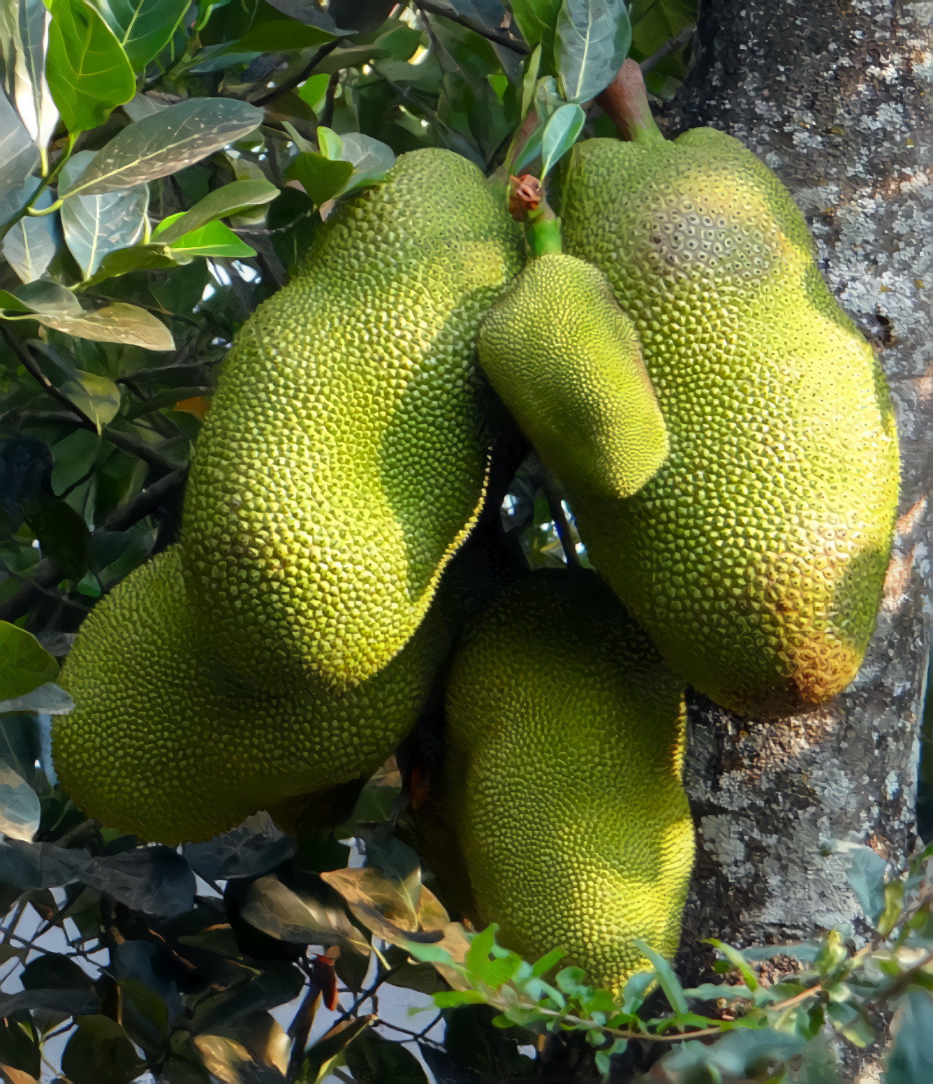 Green Jackfruit Trees