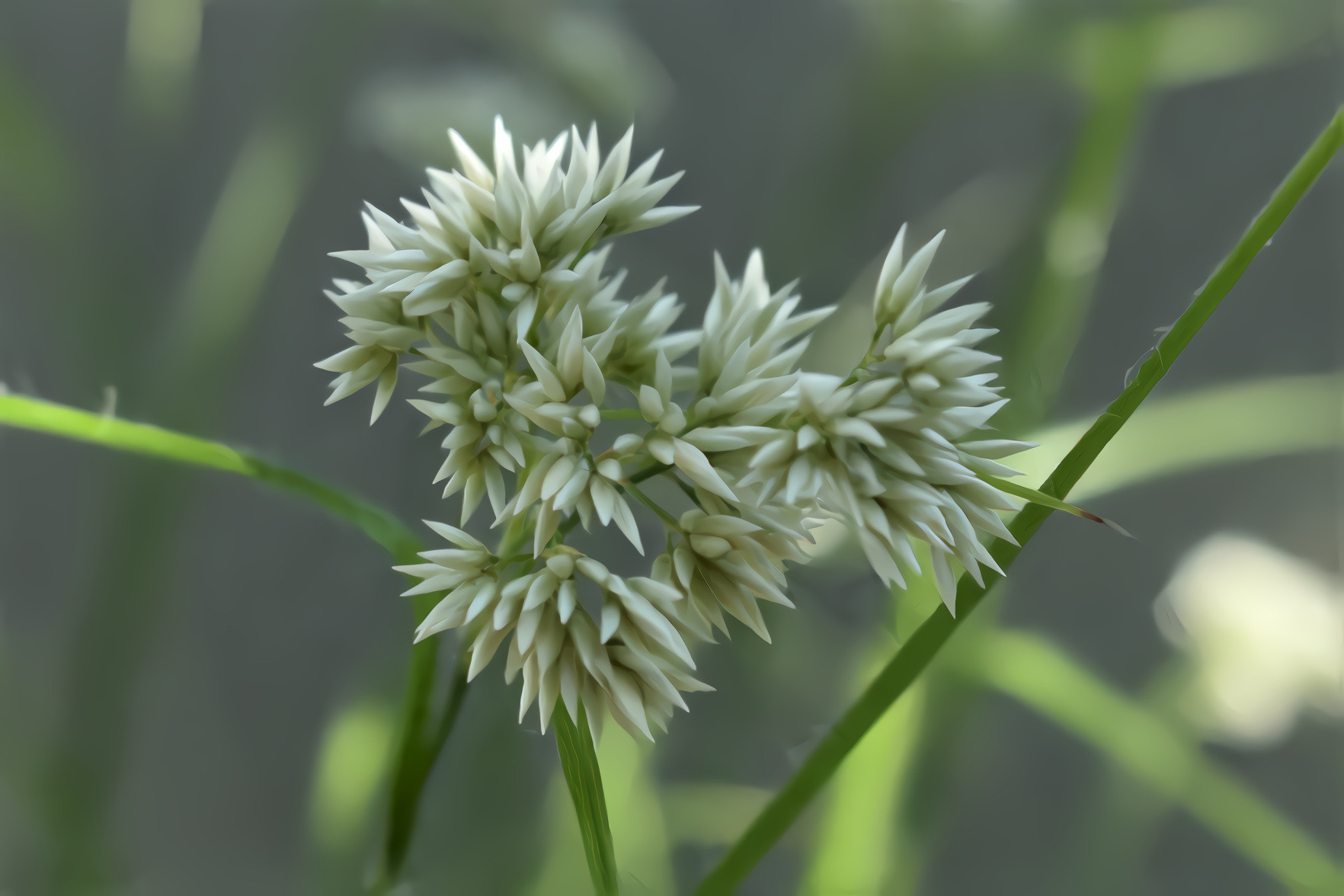 Ornamental Grass