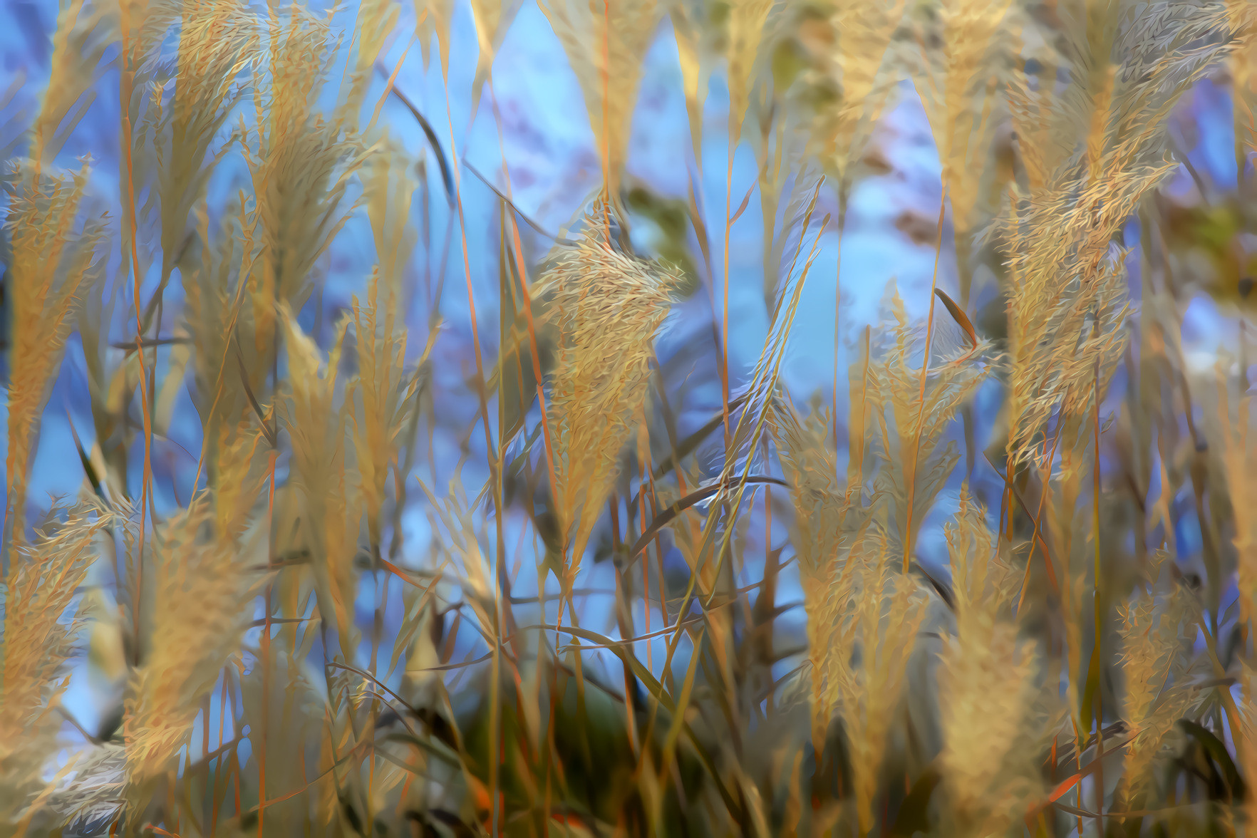 Barley and Blue Sky