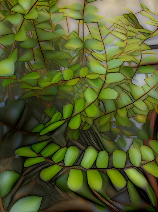 Fern on my windowsill