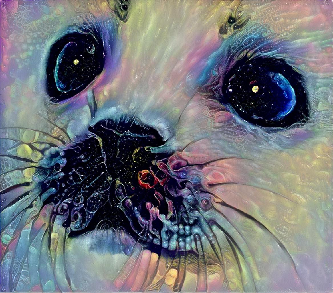 Seal eyes