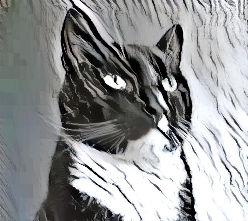 Marbled Tuxie