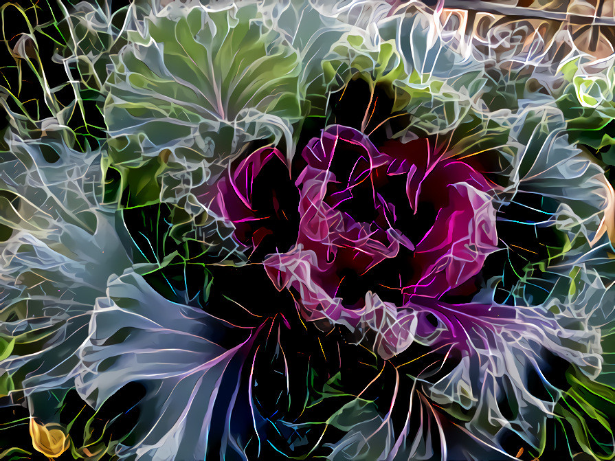 Cabbage #3