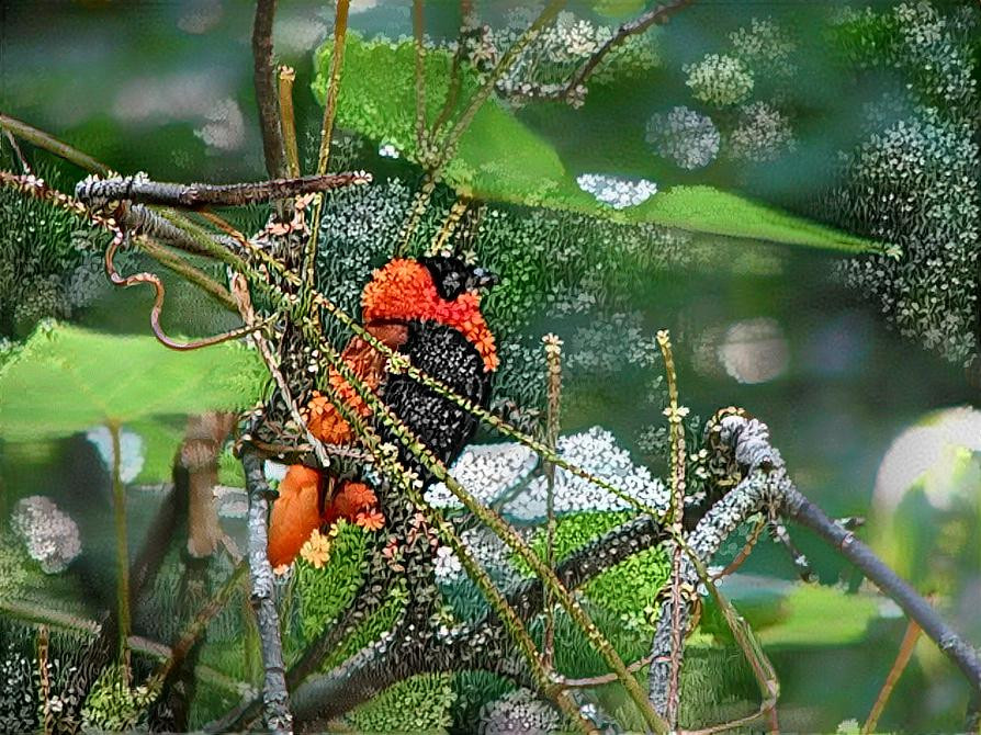 Unique Red & Black Bird