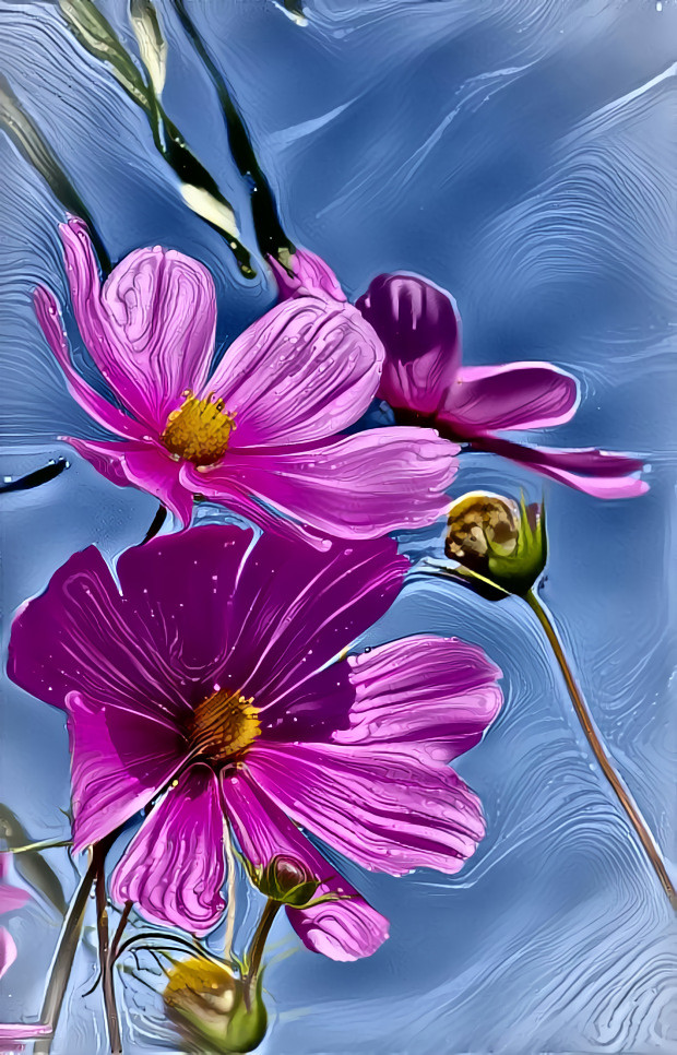 Cosmos flower